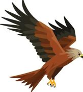 Red kite